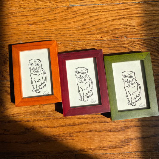 Mini Scottish Fold